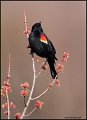 _1SB6571 red-winged blackbird